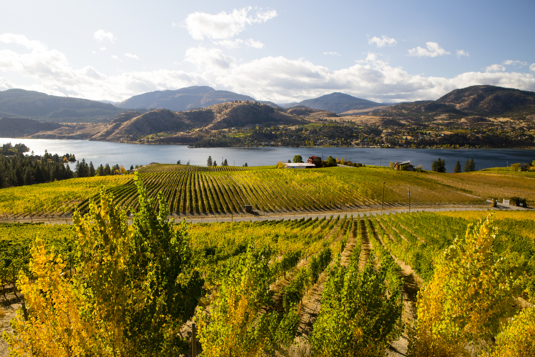 View of vineyards overlooking Skaha Lake between Penticton and Okanagan Falls located in the Okanagan Valley near Penticton, British Columbia, Canada.